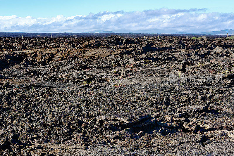 加拉帕戈斯群岛彭塔莫雷诺火山熔岩场的Ropey Pahoehoe